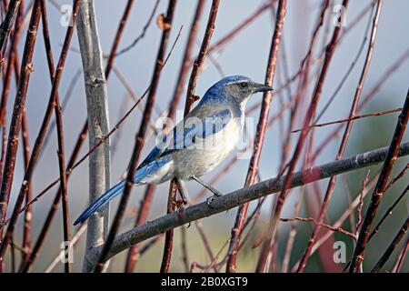 Portrait d'un gommage-jay occidental, Aphelocoma californica, dans un arbuste le long de la rivière Deschutes en Oregon. Banque D'Images