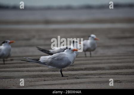 Royal Terns sur la plage une journée venteuse à Tybee Island Georgia USA Banque D'Images