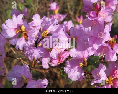 Gros plan sur les fleurs roses vives du rhododendron praecox, l'une des premières variétés de fleurs, dans un jardin écossais, février 2020 Banque D'Images