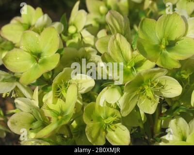 Gros plan des fleurs jaunes crémeuses de l'arbuste à fleurs fleuries d'hiver, Hellebore Ice Breaker Max dans la collection d'or Helleborus Banque D'Images