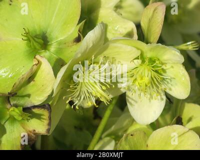 Gros plan des fleurs jaunes crémeuses de l'arbuste à fleurs fleuries d'hiver, Hellebore Ice Breaker Max dans la collection d'or Helleborus Banque D'Images