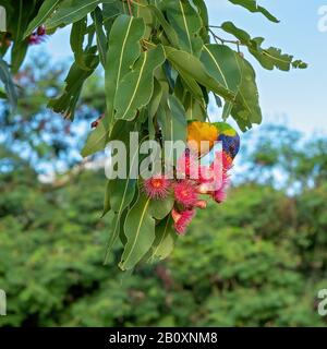 Un Lorikeet arc-en-ciel assis sur un arbre à noix de gomme à fleur rose se nourrissant sur les fleurs Banque D'Images