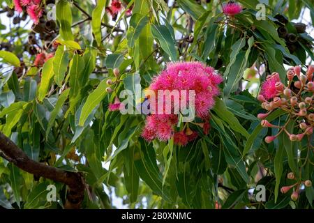 Un Lorikeet arc-en-ciel assis sur un arbre à noix de gomme à fleur rose se nourrissant sur les fleurs Banque D'Images