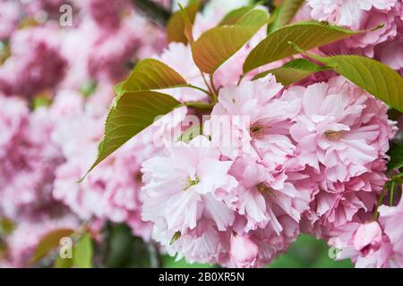 Fleurs de cerisier fleuries en fleur dans le jardin japonais dans le parc du roi Michael I (Herastrau), Bucarest, Roumanie - gros plan. Banque D'Images