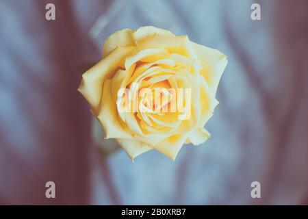 Rose jaune. Une vue rapprochée d'une belle rose. Banque D'Images