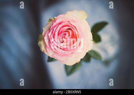 Rose rose. Une vue rapprochée d'une belle rose. Banque D'Images