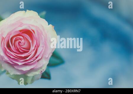 Rose rose. Une vue rapprochée d'une belle rose. Banque D'Images