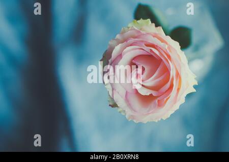 Rose rose. Une vue rapprochée d'une belle rose. Banque D'Images