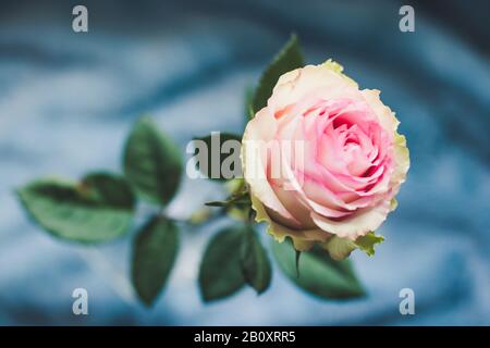 Rose rose. Une vue rapprochée d'une belle rose. Banque D'Images
