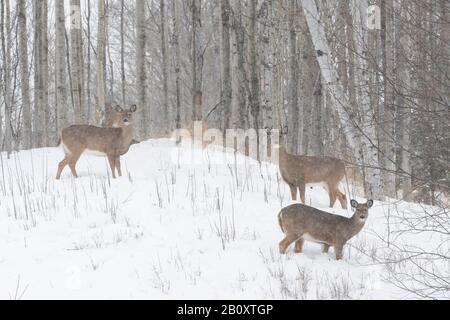 Cerf de Virginie (Odocoileus virginianus), hiver, est de l'Amérique du Nord, par Dominique Braud/Dembinsky photo Assoc Banque D'Images