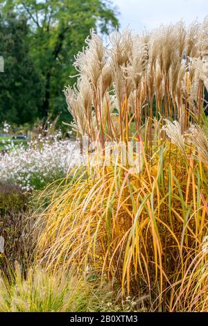 Argent chinois de l'herbe, l'herbe, l'herbe du Tigre Zebra (Miscanthus sinensis 'Malepartus', Miscanthus sinensis Malepartus), le cultivar Malepartus Banque D'Images