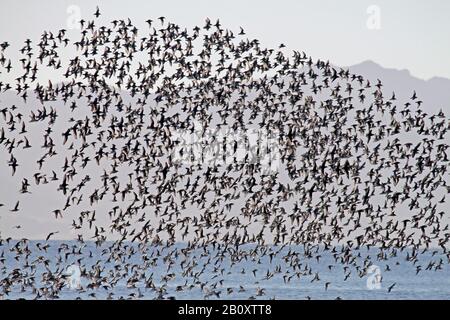 Wry-bill, wrybill (Anarhynchus frontalis), grand troupeau volant, Nouvelle-Zélande, île du Nord, Miranda Banque D'Images