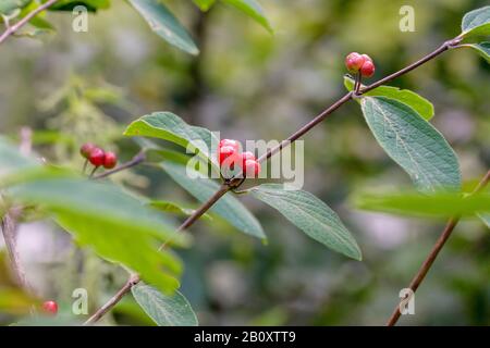 Miellockle de mouche européen (Lonicera xylosteum), fructification, Autriche, Salzbourg Banque D'Images