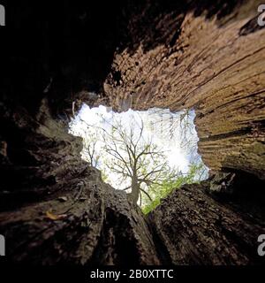 Vue d'un tronc d'arbre creux à la couche de couvert, Allemagne, Rhénanie-du-Nord-Westphalie, Westphalie de l'est, Porta Westfalica Banque D'Images