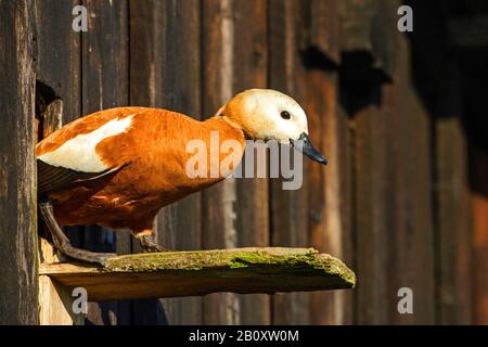 Ruddy Shelduck (Tadorna ferruginea, Casarca ferruginea), laissant une boîte de nidification de kestrel dans une grange, vue latérale, Allemagne, Bade-Wuerttemberg Banque D'Images