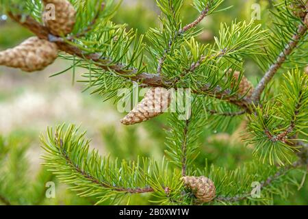PIN gris, pin gris (Pinus banksiana), branche avec pin Banque D'Images