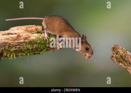 Souris en bois, souris de champ à queue longue (Apodemus sylvaticus), avec de la nourriture dans la bouche, essayant d'atteindre une autre branche, l'Allemagne, Bade-Wuerttemberg Banque D'Images