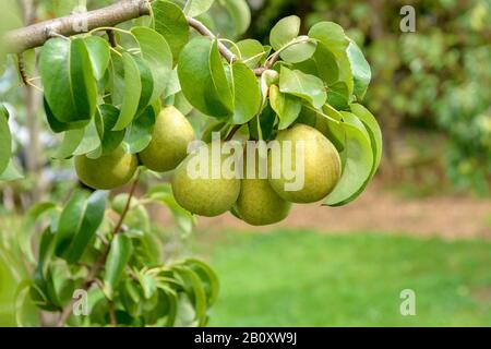 Poire commune (Pyrus communis 'Condo', Pyrus communis Gellerts Butterbirne), poires sur un arbre, cultivar Gellerts Butterbirne Banque D'Images