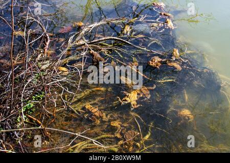 Crapauds communs européens (Bufo bufo), groupe dans une frayère, Allemagne, Bade-Wuerttemberg Banque D'Images