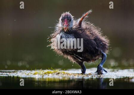 Black coot (Fulica atra), baby coot s'étirant au bord de l'eau, vue avant, Suisse Banque D'Images