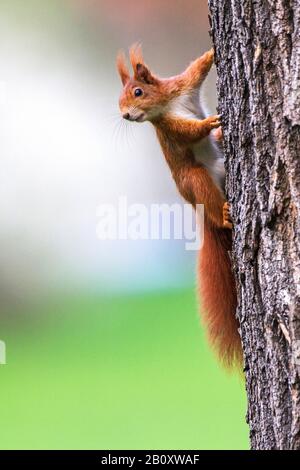 Écureuil rouge européen, écureuil rouge eurasien (Sciurus vulgaris), escalade d'un tronc d'arbre, vue latérale, Allemagne, Bade-Wuerttemberg Banque D'Images