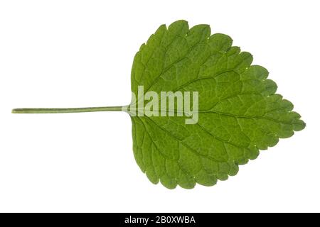 Ortie jaune, Archange jaune, usine d'artillerie, usine d'aluminium (Lamium galeobdoton, Galeobdoloon lutéum, Lamiastrum galeobdoloon), feuille, découpe, Allemagne Banque D'Images