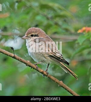 Turkestan Shrike (Lanius isabellinus phoenicuroides, Lanius phoenicuroides), siège sur une succursale, Tanzanie Banque D'Images