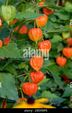 Lanterne chinoise, lanterne japonaise, cerise d'hiver, tomate fraise (Physalis alkekengi var. Franchetii, Physalis franchetii), fructification, Allemagne, Saxe Banque D'Images