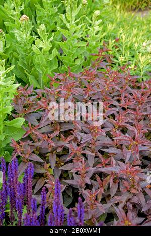 Loosestrife à ailes (Lysimachia ciliata 'Firecracker', Lysimachia ciliata Firecracker), cultivar Firecracker, Suède, Skane laen Banque D'Images