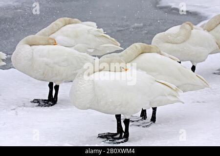 Cygnus cygnus (Cygnus cygnus), troupe debout sur le lac gelé et dormant, Japon, Hokkaido Banque D'Images