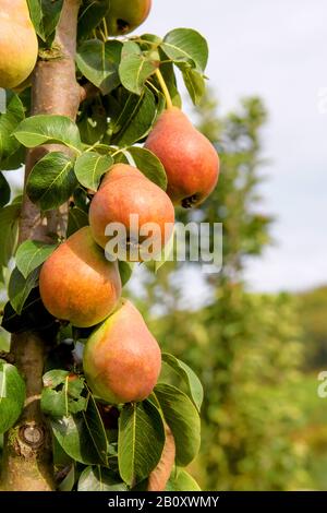 Poire commune (Pyrus communis 'Decora', Pyrus communis Decora), poires sur un arbre, cultivar Decora Banque D'Images