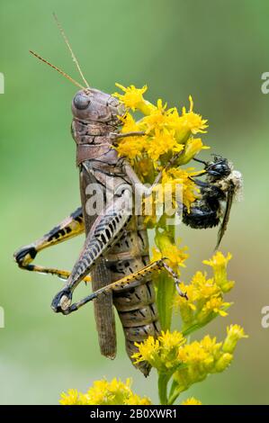 Différentiel Grasshopper (Melanoplus différentialis) et américain Bumblebee (Bombus pensylvanicus) sur Goldenrod (Solidago) E USA, par Skip Moody/Dembi Banque D'Images