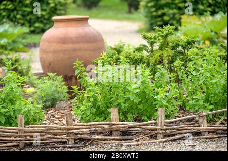 Maquereau-menthe, menthe épicée, menthe épicée (Mentha spicata 'Crispa', mentha spicata Crispa), cultivar Crispa, Allemagne, Mecklembourg-Poméranie occidentale Banque D'Images