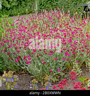 Campion rose, Rose couronne, rose Mullein, Miller Poussiéreux (Lychnis coronaria, Silene coronaria), floraison, Suède Banque D'Images