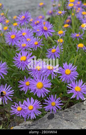 Aster, Aster alpin boréale (Aster alpinus), blooming, Allemagne Banque D'Images