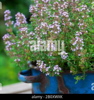 Thym de jardin, thym anglais, thym commun (Thymus vulgaris), floraison dans un pot, Allemagne Banque D'Images