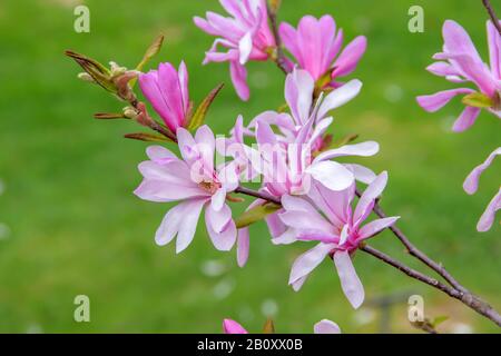 Magnolia (Magnolia x loebneri 'Leonard Messel', Magnolia x loebneri Leonard Messel), fleurs du cultivar Leonard Messel Banque D'Images