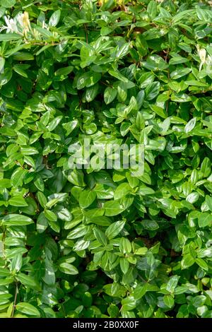 Nippon japonais, chèe de miel doré et argenté (Lonicera japonica var. Repens), branches Banque D'Images