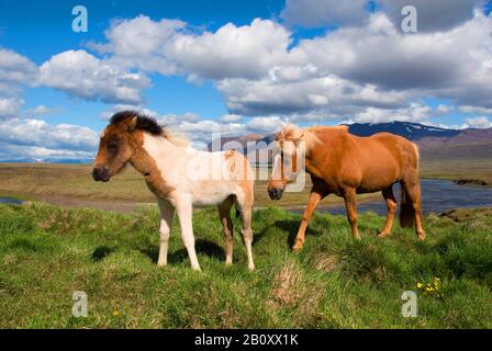 Cheval islandique, cheval islandais, poney islandais (Equus przewalskii F. cavallus), mare avec poulain, vue latérale, Islande Banque D'Images