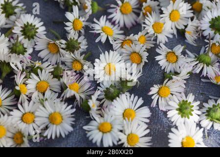 Marguerite commune, Marguerite de pelouse, guirlande anglaise (Bellis perennis), récolte de guirlande commune, Allemagne Banque D'Images