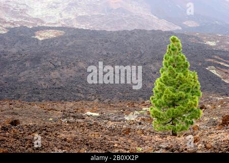 PIN canarien (Pinus canariensis), qui pousse dans un champ de lave, îles Canaries, Tenerife, Parc national du Teide Banque D'Images