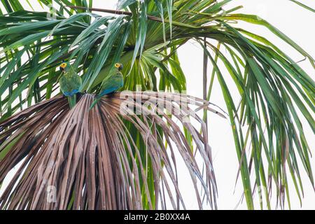 Macaw à ventre rouge (Orthopsittaca manilatus), deux macaws à ventre rouge sur une paume, Trinité-et-Tobago, Trinité-et-Tobago Banque D'Images