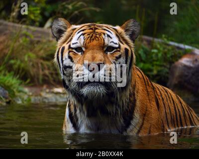 Tigre sibérien, tigre urien (Panthera tigris altaica), debout dans l'eau, vue avant Banque D'Images