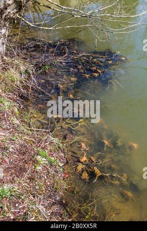 Crapauds communs européens (Bufo bufo), groupe dans une frayère, Allemagne, Bade-Wuerttemberg Banque D'Images