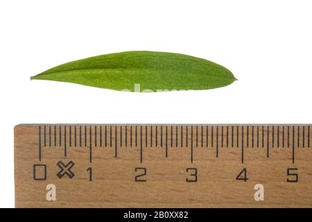 Feuille de woodruff (Galium odoratum), découpe avec règle, Allemagne Banque D'Images