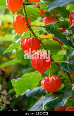 Lampe chinoise, lanterne Japonaise, cerises, fraises d'hiver (tomate Physalis alkekengi var. franchetii, Physalis franchetii), la fructification Banque D'Images