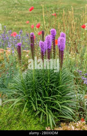 Bouton Snakénoot, Dense Blazing Star, Blazing Star (Liatris Spicata), Floraison Banque D'Images