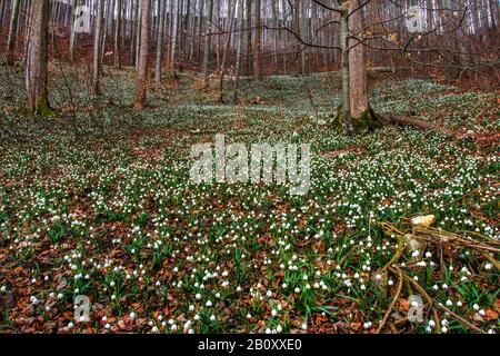 Flocon de neige printanière (Leucojum vernum), floraison dans un bois, Allemagne, Bade-Wuerttemberg Banque D'Images