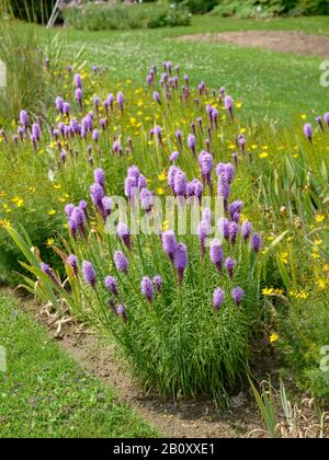 Bouton Snakénoot, Dense Blazing Star, Blazing Star (Liatris Spicata), Floraison Banque D'Images