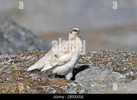 Svalbard Rock Ptarmigan, Svalbard poulet des neiges (Lagopus muta hyperborea, Lagopus mutus), perché sur un rocher, Norvège, Svalbard Banque D'Images